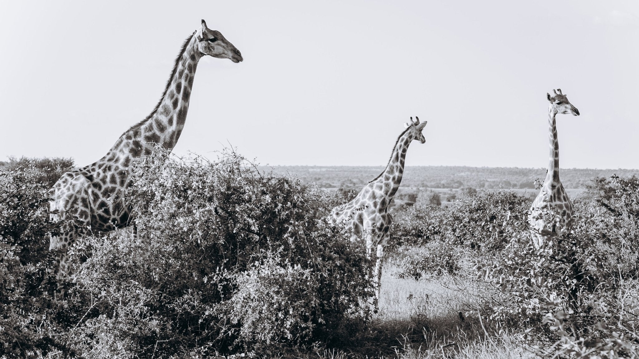  - Jules Frazier Fine Art Photographs