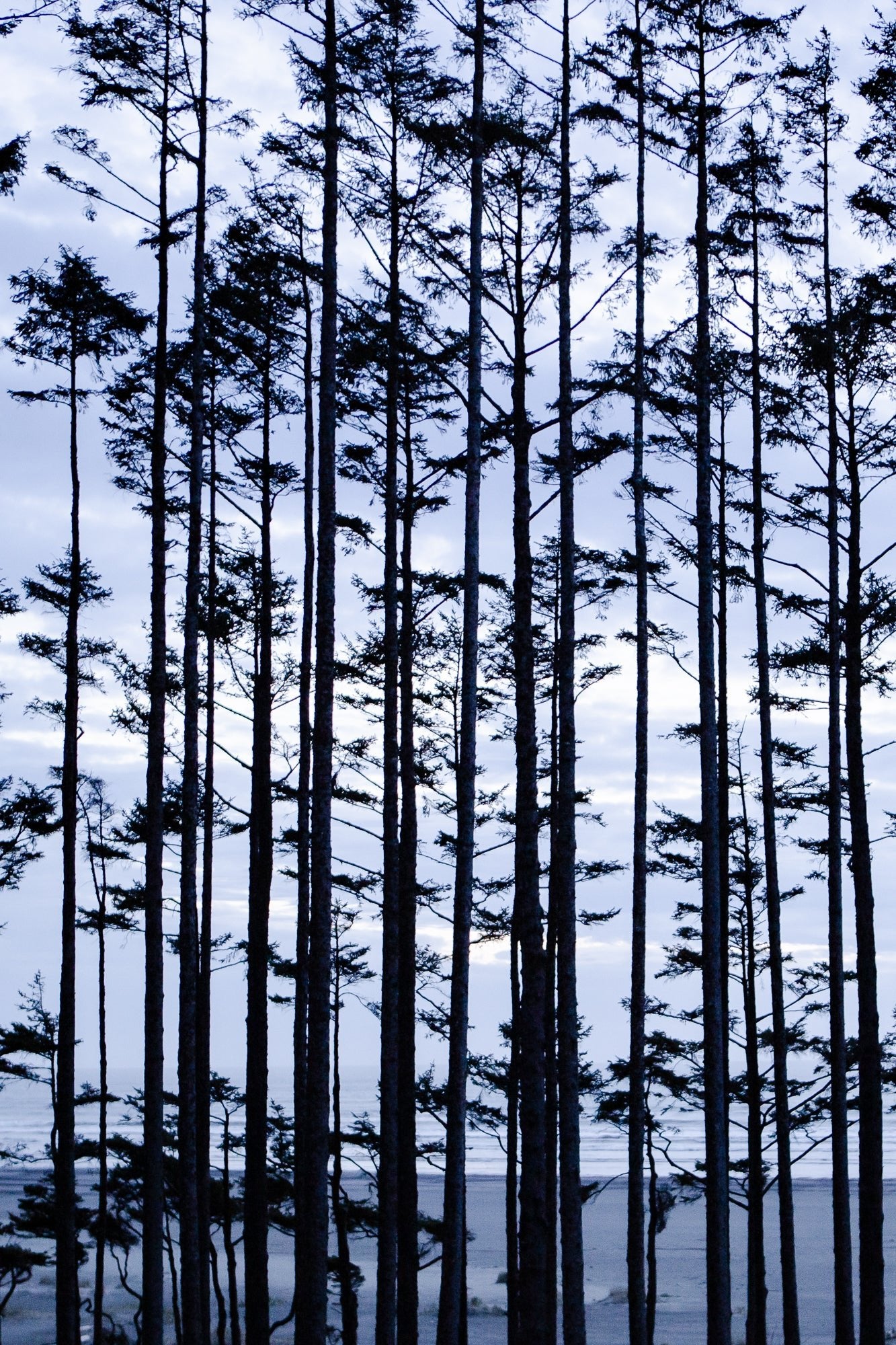 Seabrook Beach Trees at Dusk