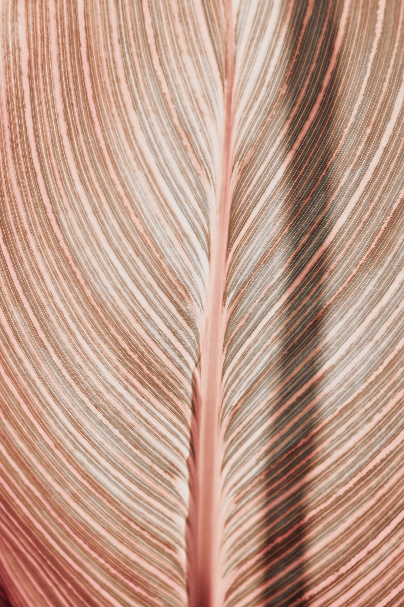 Tropicana Abstract, Jules Frazier Fine Art Photograph