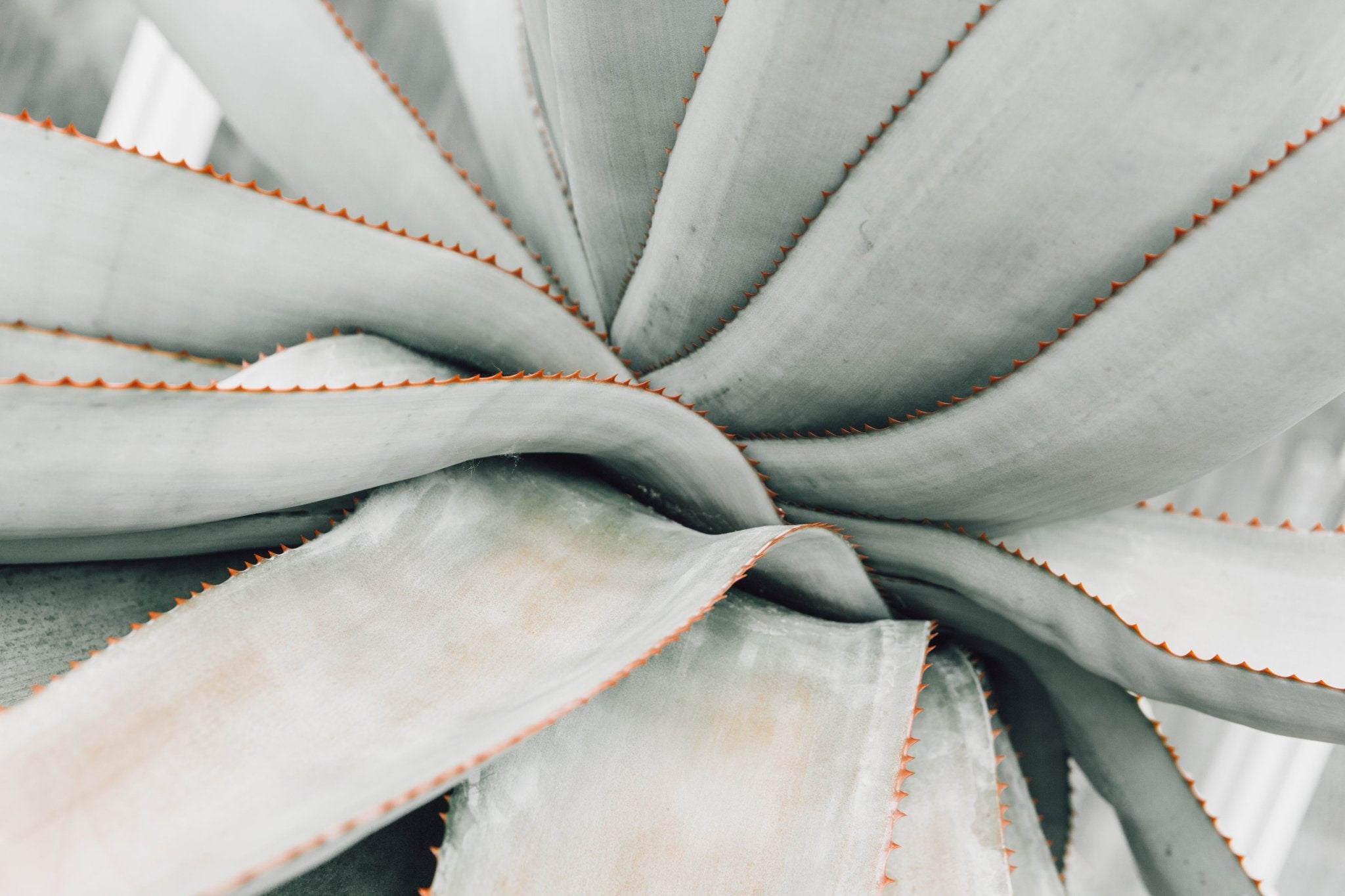 Volunteer Aloe, Jules Frazier Fine Art Photograph
