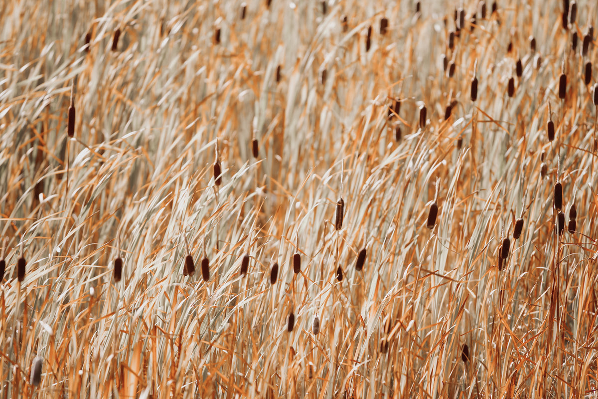 Wind River Cattails