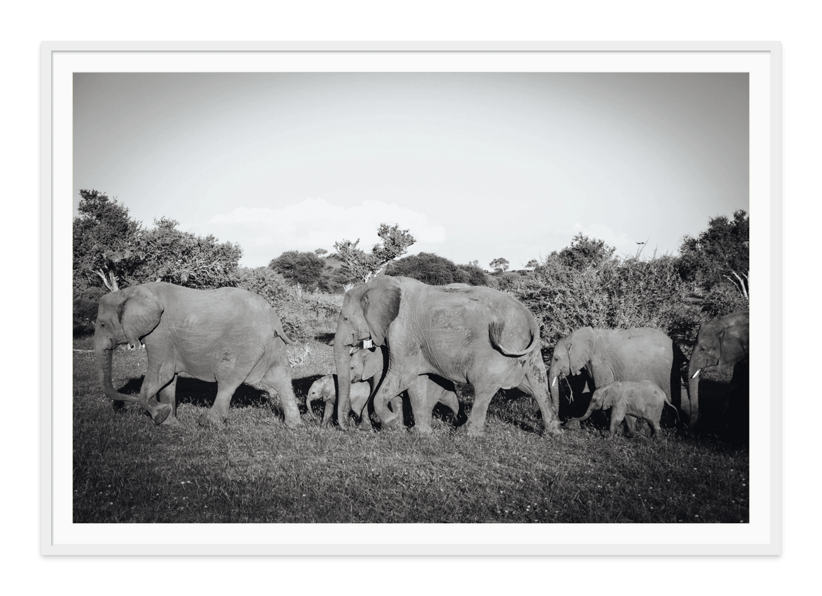 All in a line, Elephants-Botswana, Africa-black and white fine art print in a white frame with white mat, by Jules Frazier.