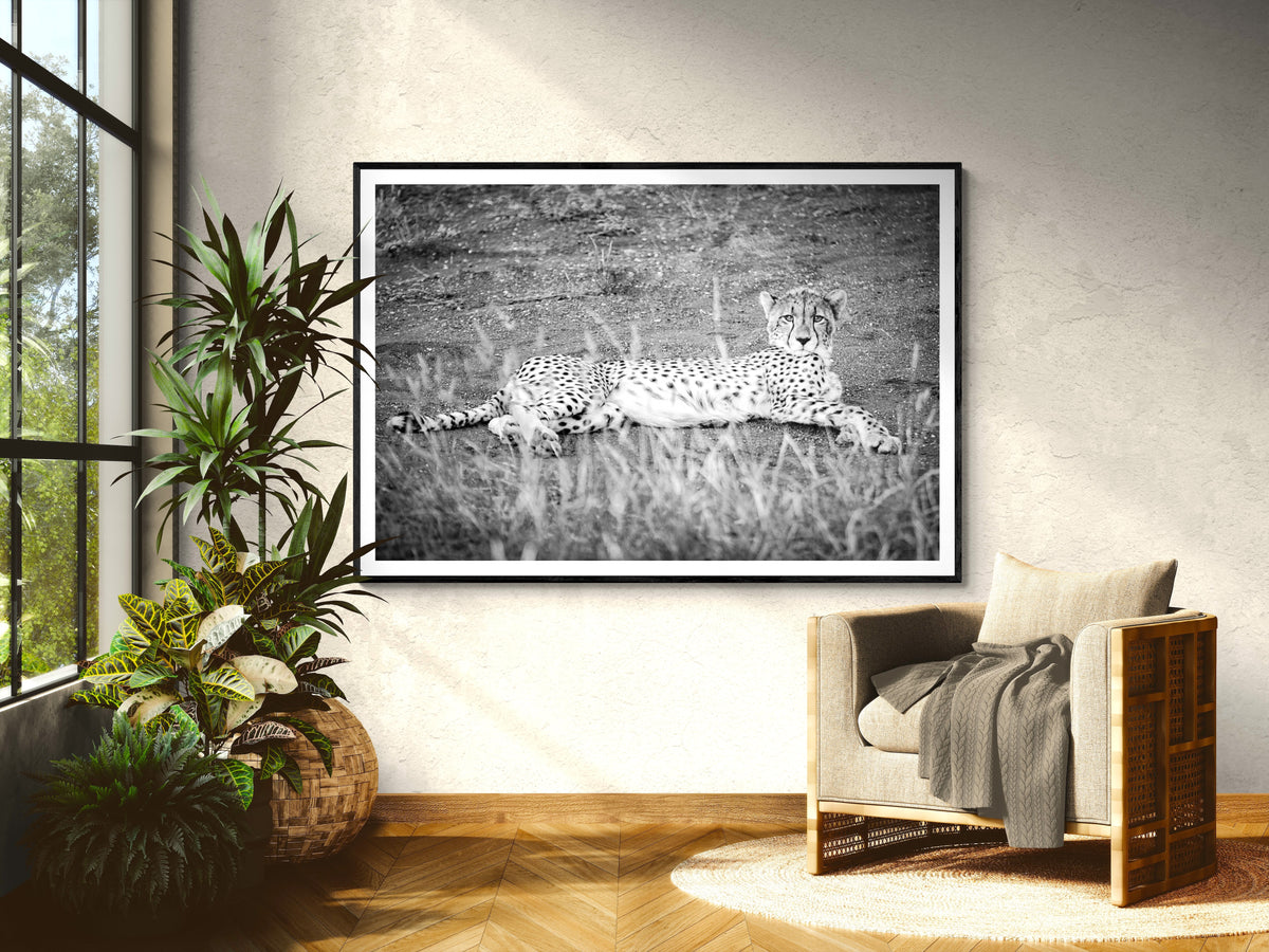 Cheetah Repose, Africa-black and white fine art print in a black frame in a living room beside plants, by Jules Frazier
