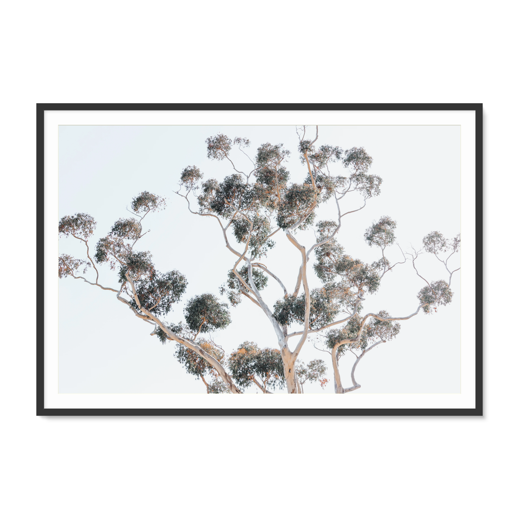 Black Framed artwork of a tree with a light blue sky background, montecito