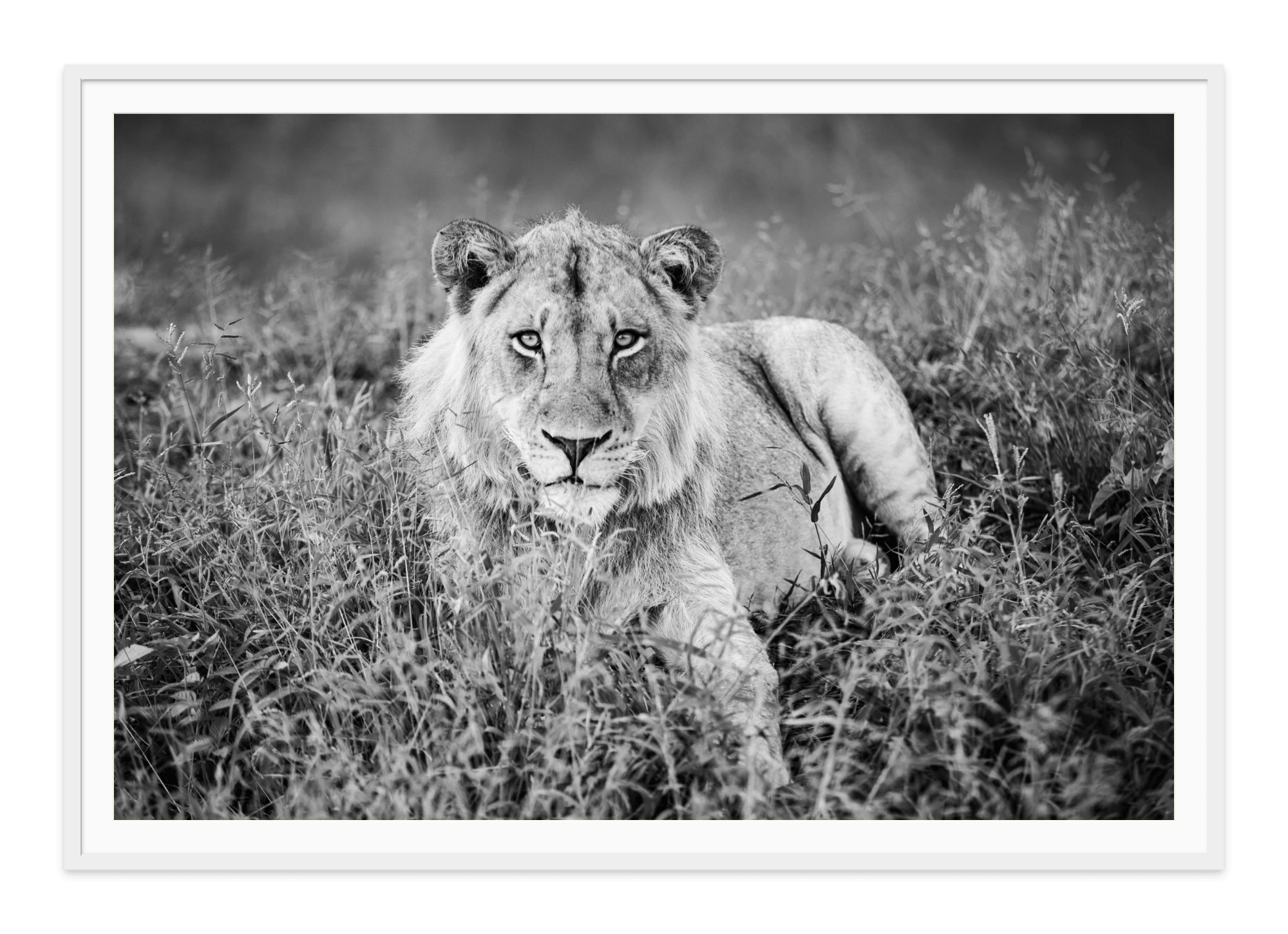  - Jules Frazier Fine Art Photographs