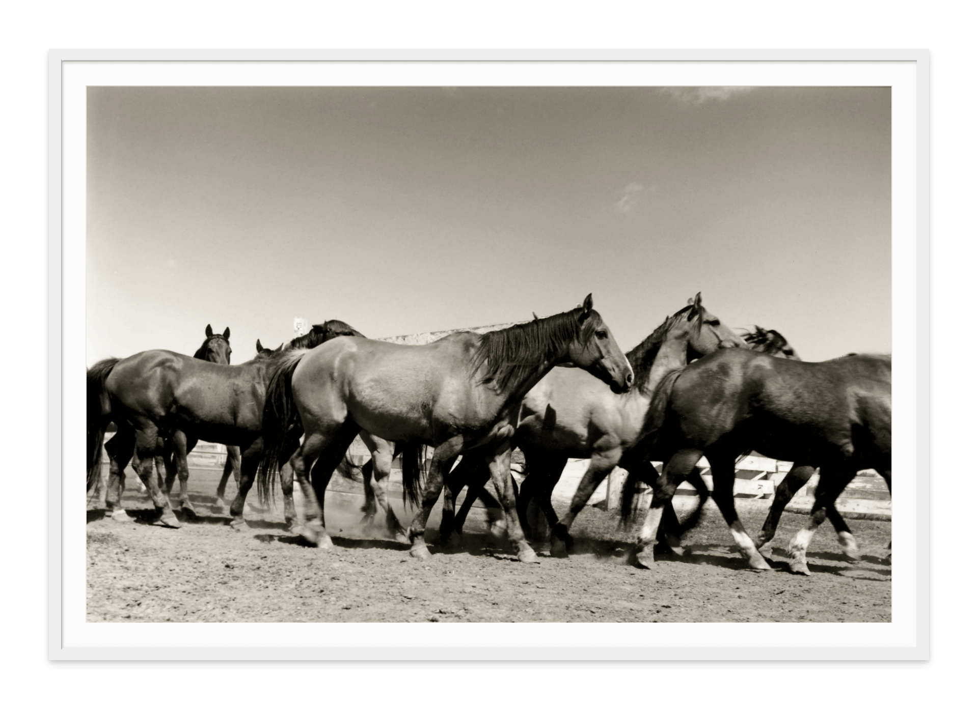 Benny Binions Herd and ranch-white frame