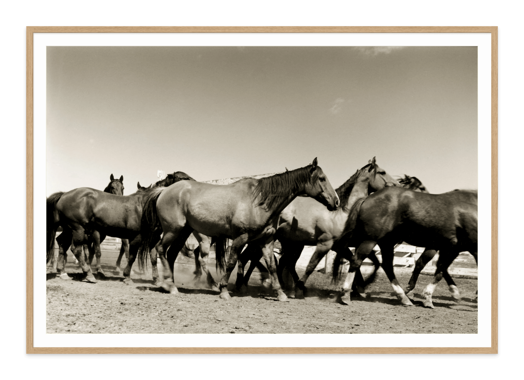  BennyBinionsHerd-natural frame Jules Frazier Fine Art Photographs