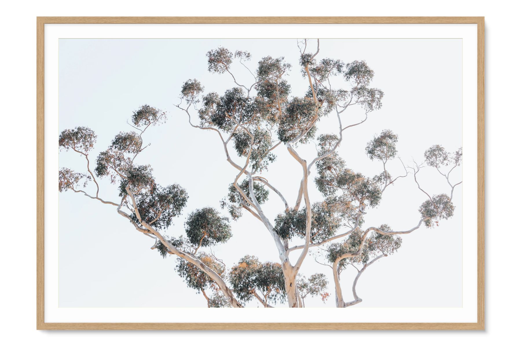 Natural Framed artwork of a tree with a light blue background