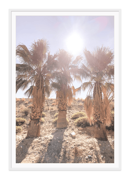Palm Tree Series Print – Three Amigos | Fine Art Photography by