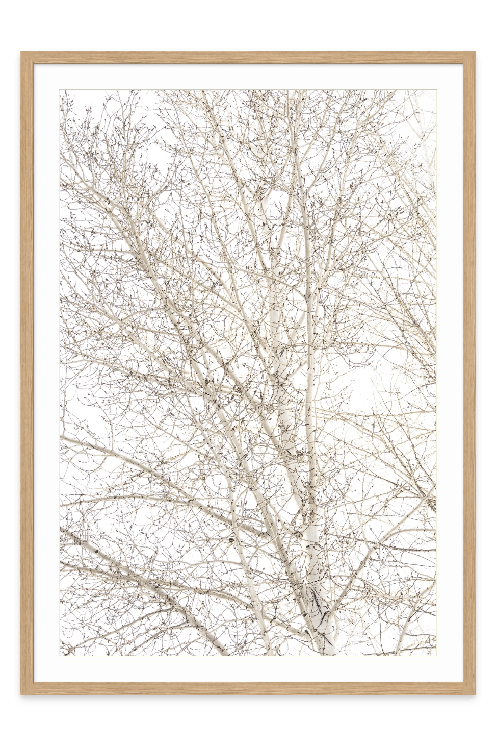  Aspen-Natural frame- Jules Frazier Fine Art Photographs