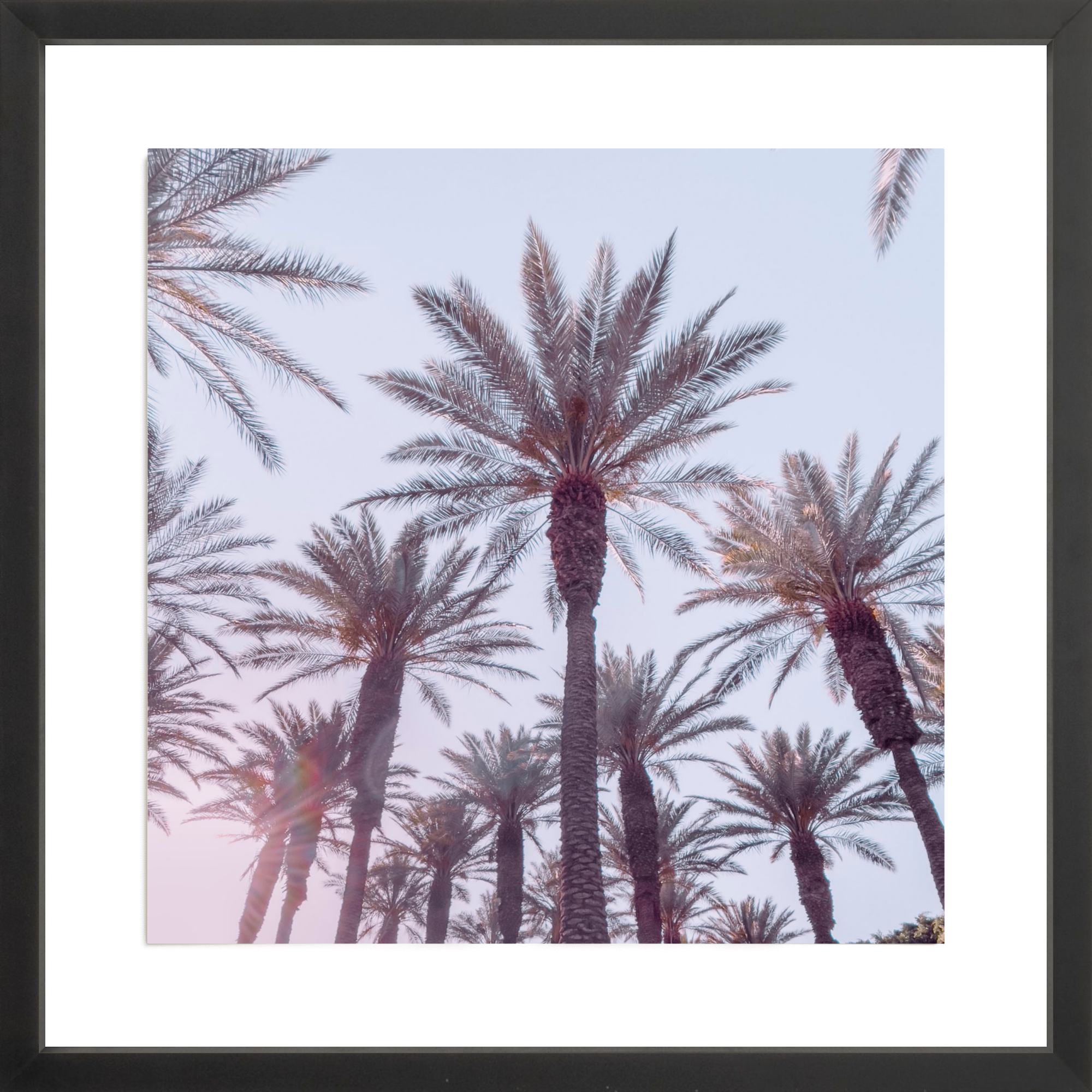21 Palms, Jules Frazier Fine Art Photograph