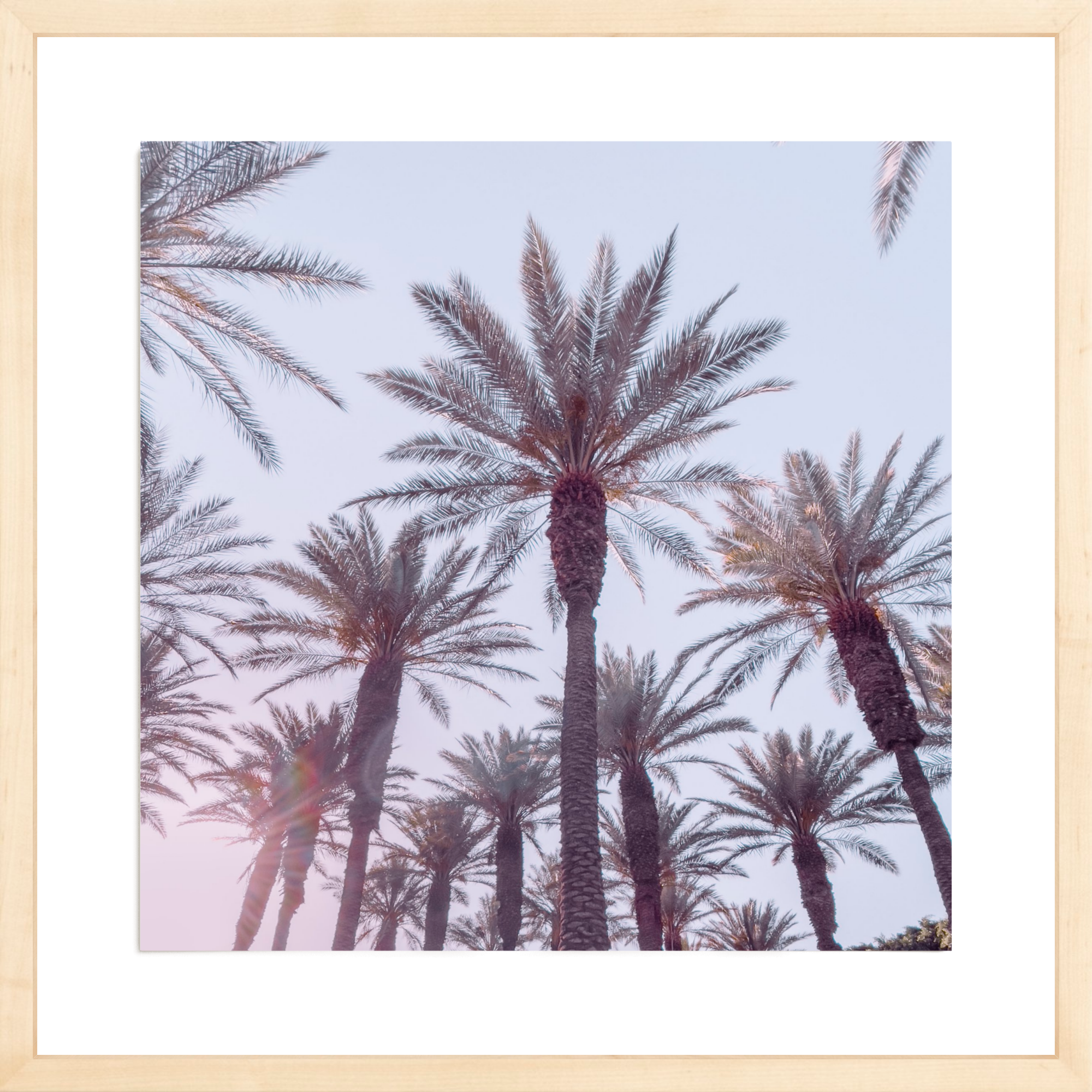 21 Palms, Jules Frazier Fine Art Photograph