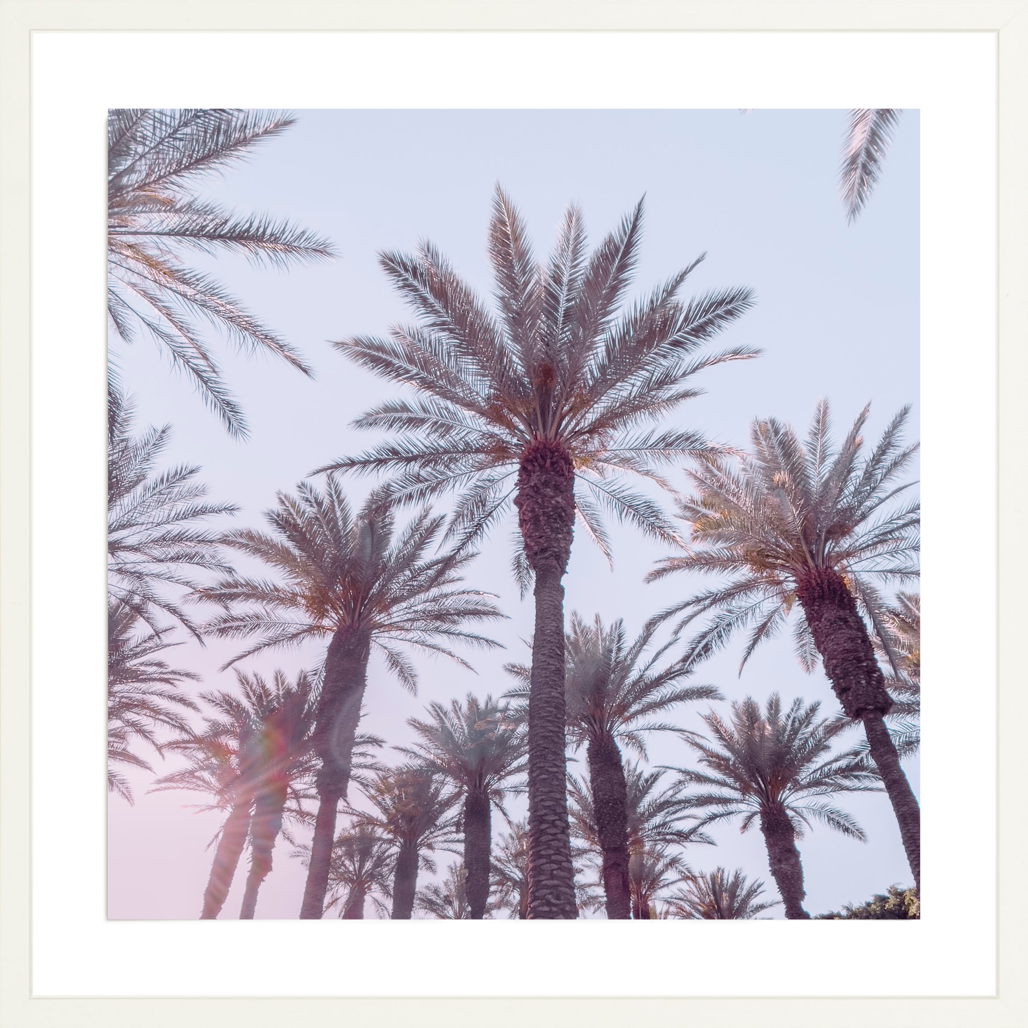 21 Palms, Jules Frazier Fine Art Photograph