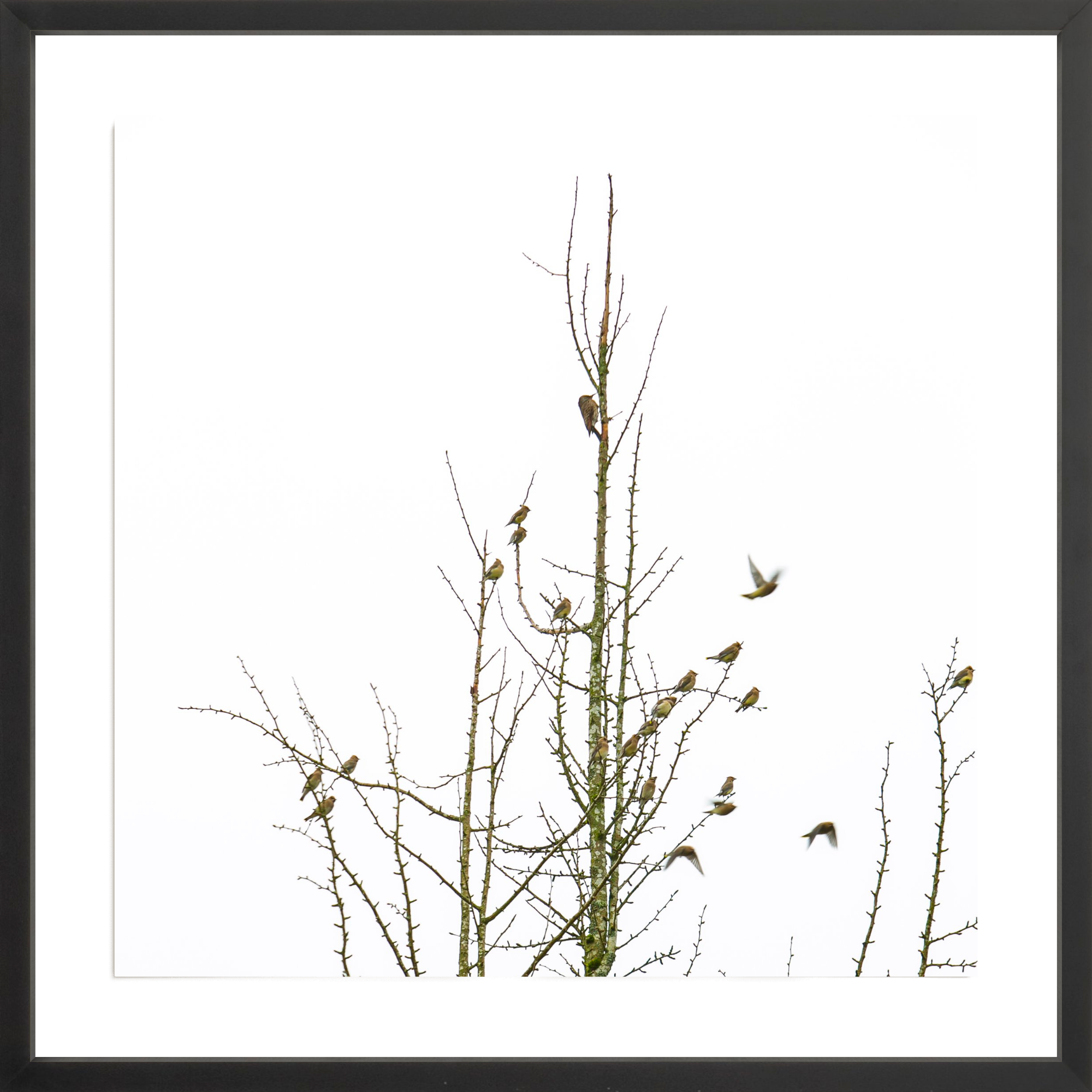 Backyard Birds, Jules Frazier Fine Art Photograph