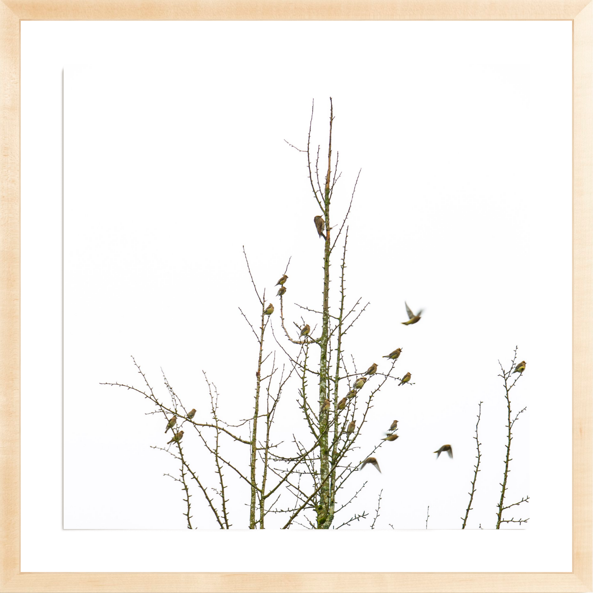 Backyard Birds, Jules Frazier Fine Art Photograph