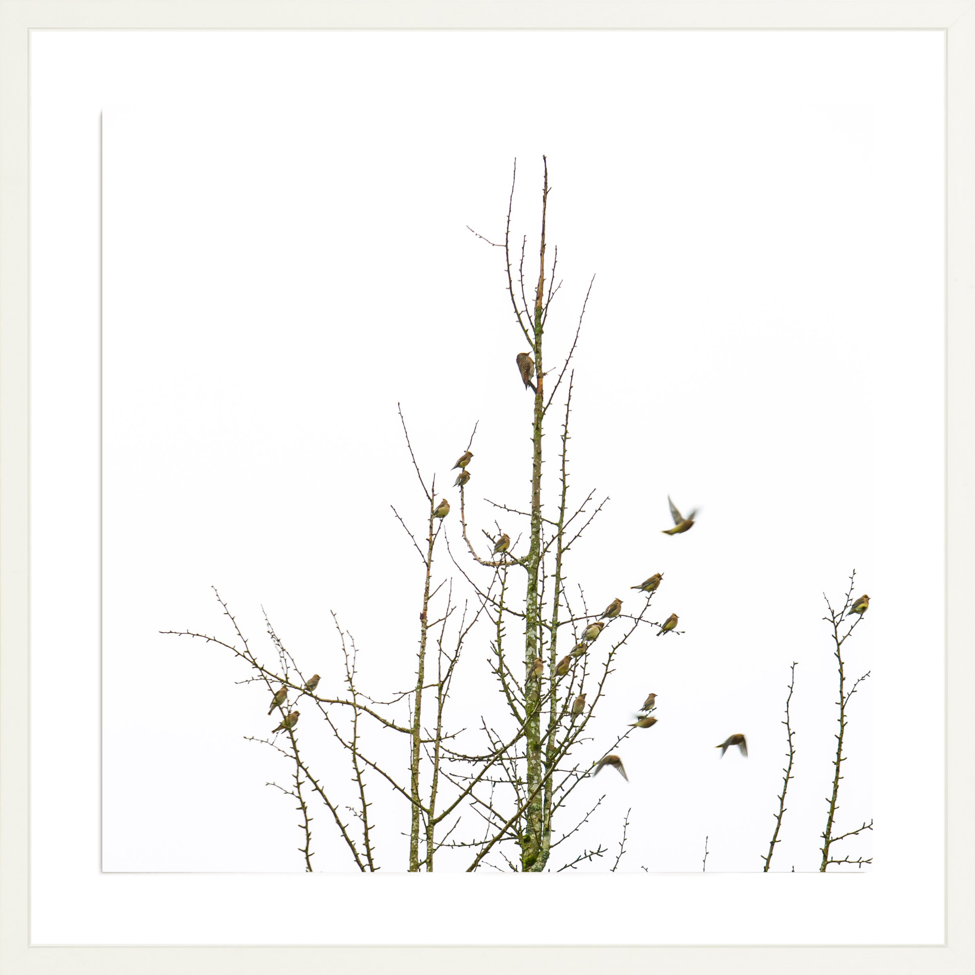 Backyard Birds, Jules Frazier Fine Art Photograph