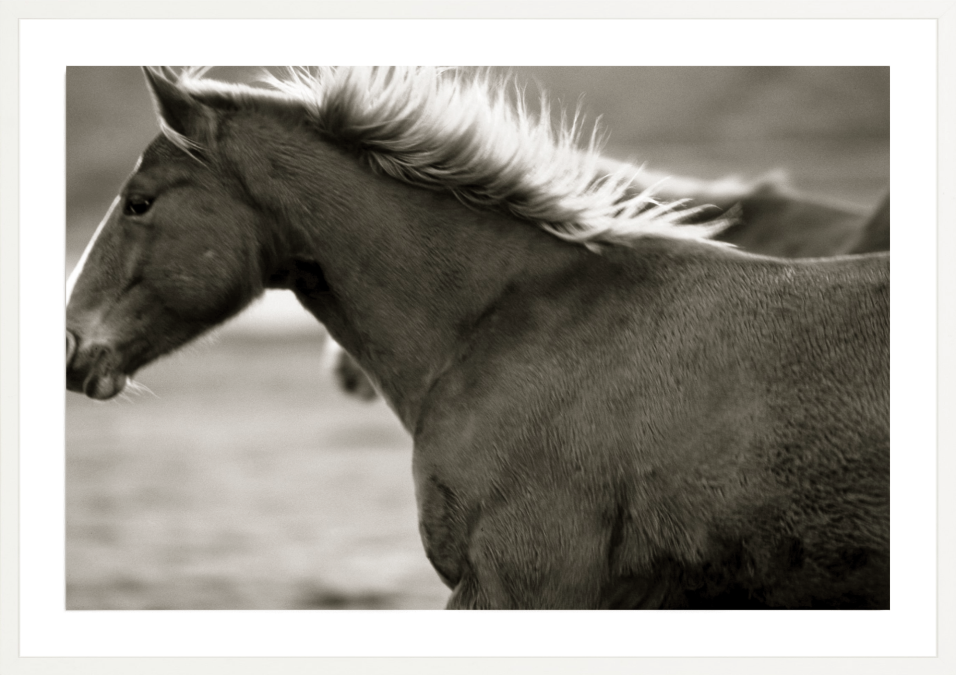 Bland Horse, Jules Frazier Fine Art Photograph
