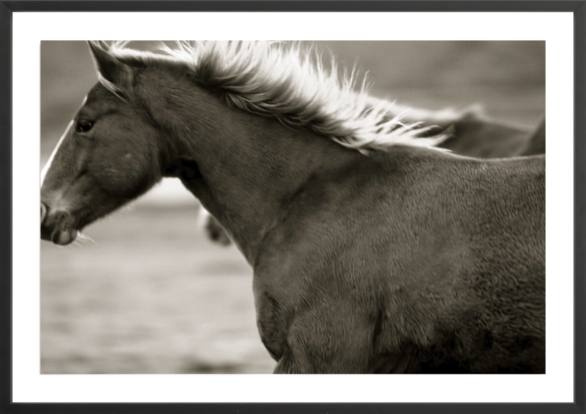 Bland Horse, Jules Frazier Fine Art Photograph