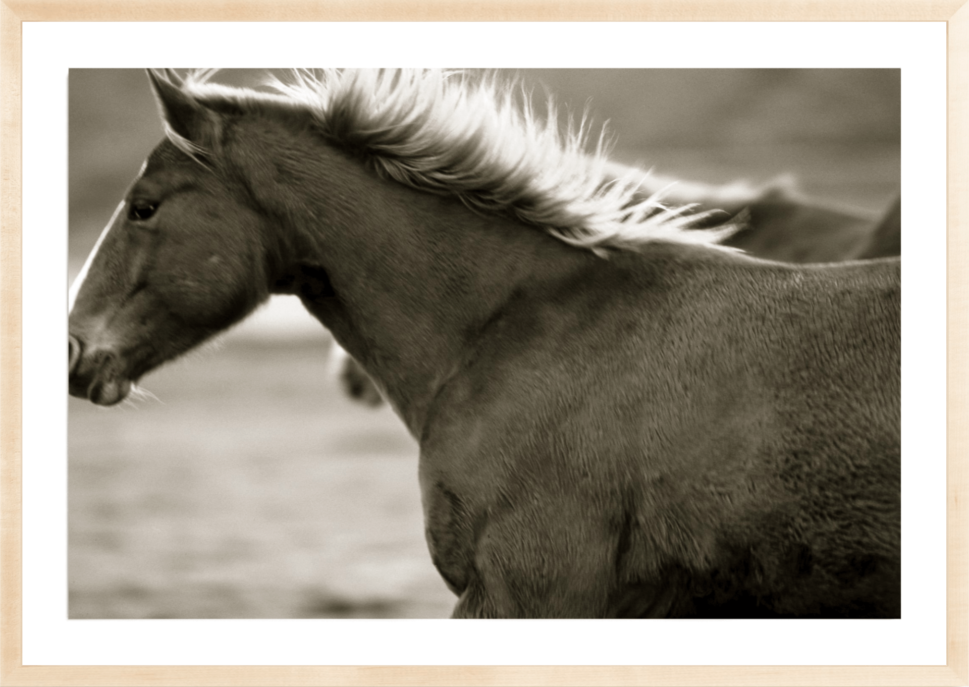 Bland Horse, Jules Frazier Fine Art Photograph
