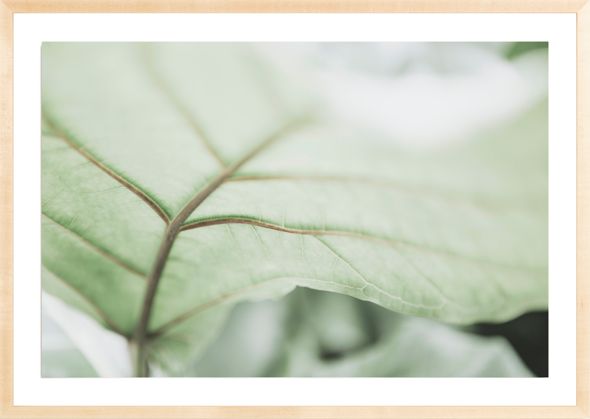 Botanical Abstract No.1, Jules Frazier Fine Art Photograph