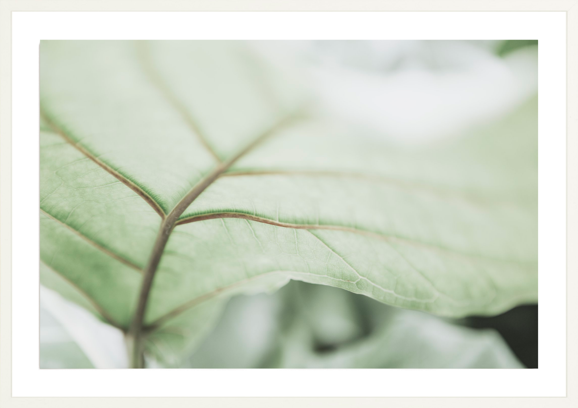 Botanical Abstract No.1, Jules Frazier Fine Art Photograph