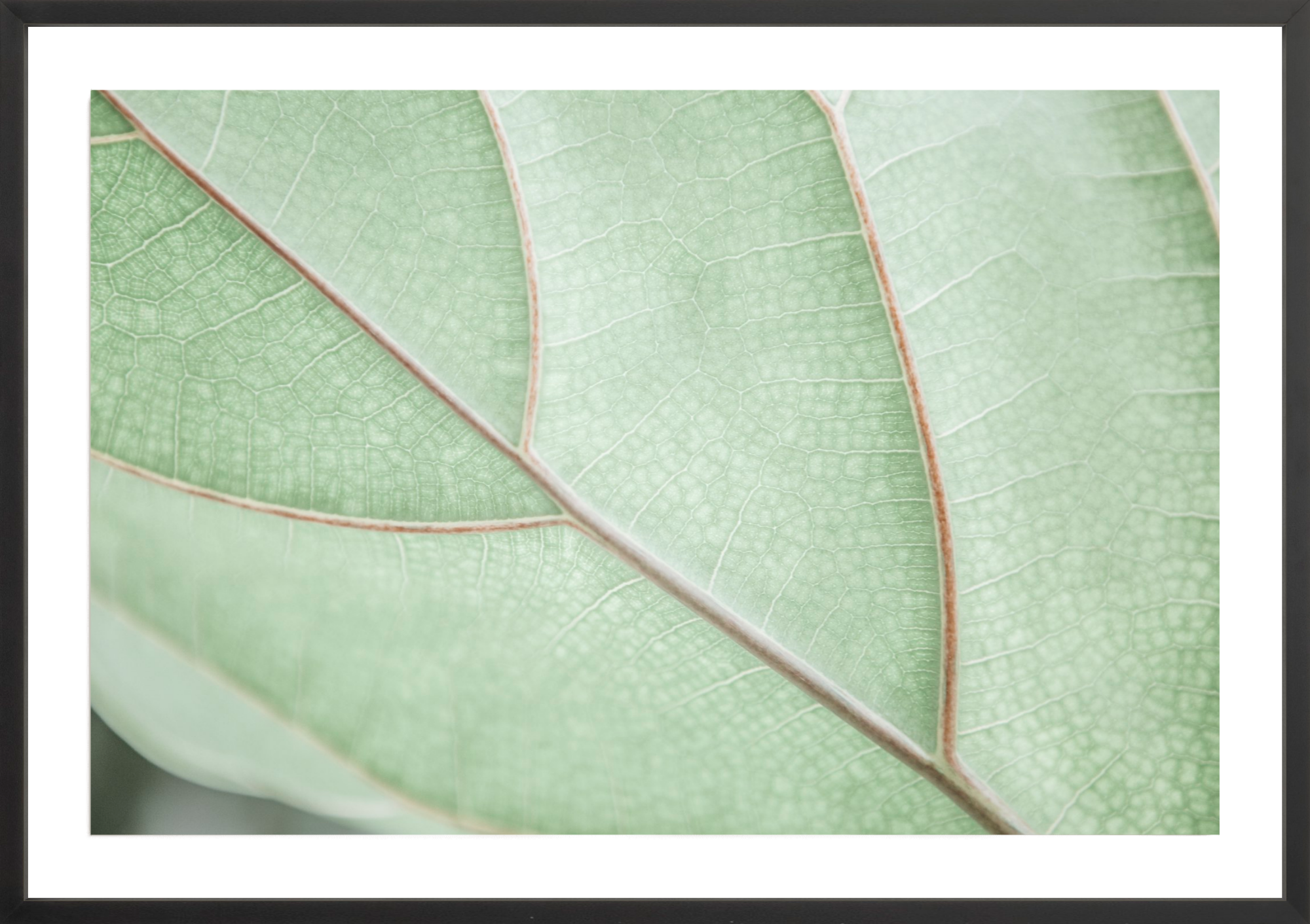 Botanical Abstract No.2, Jules Frazier Fine Art Photograph