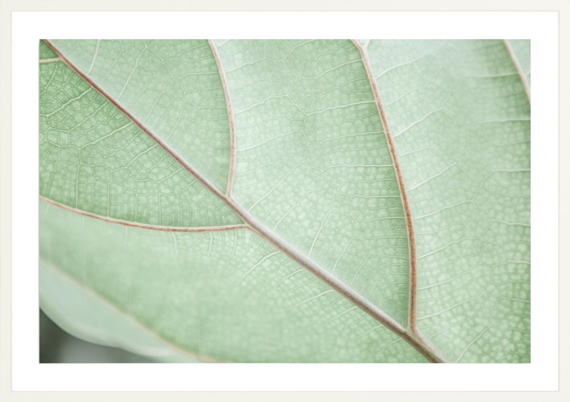 Botanical Abstract No.2, Jules Frazier Fine Art Photograph