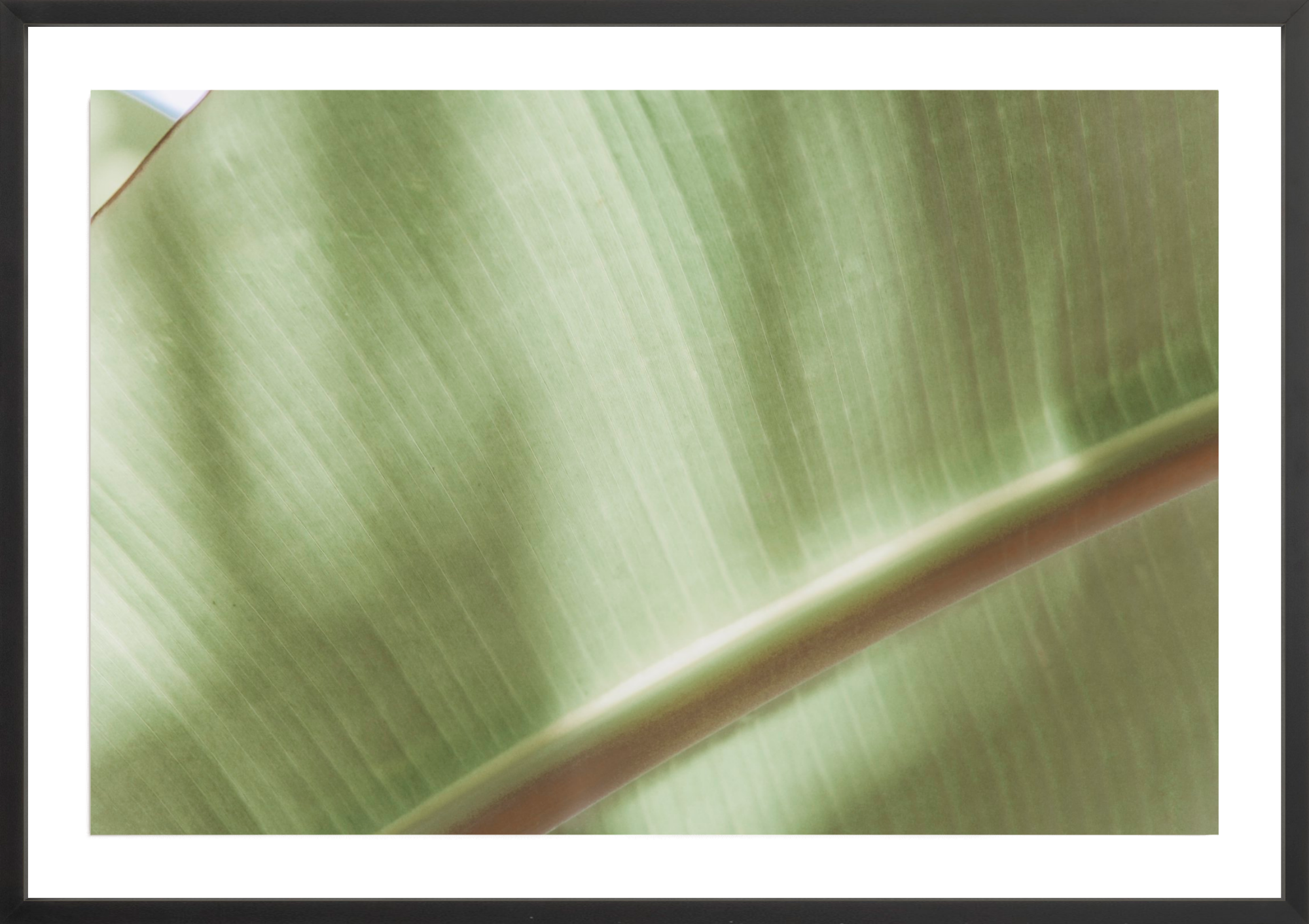 Botanical Abstract No.4, Jules Frazier Fine Art Photograph
