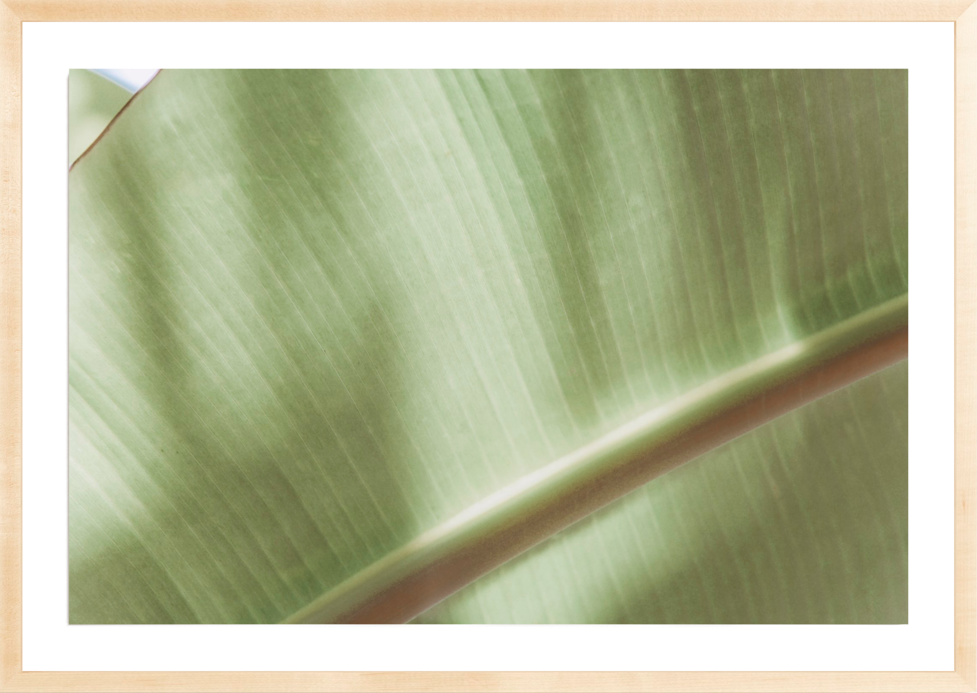 Botanical Abstract No.4, Jules Frazier Fine Art Photograph