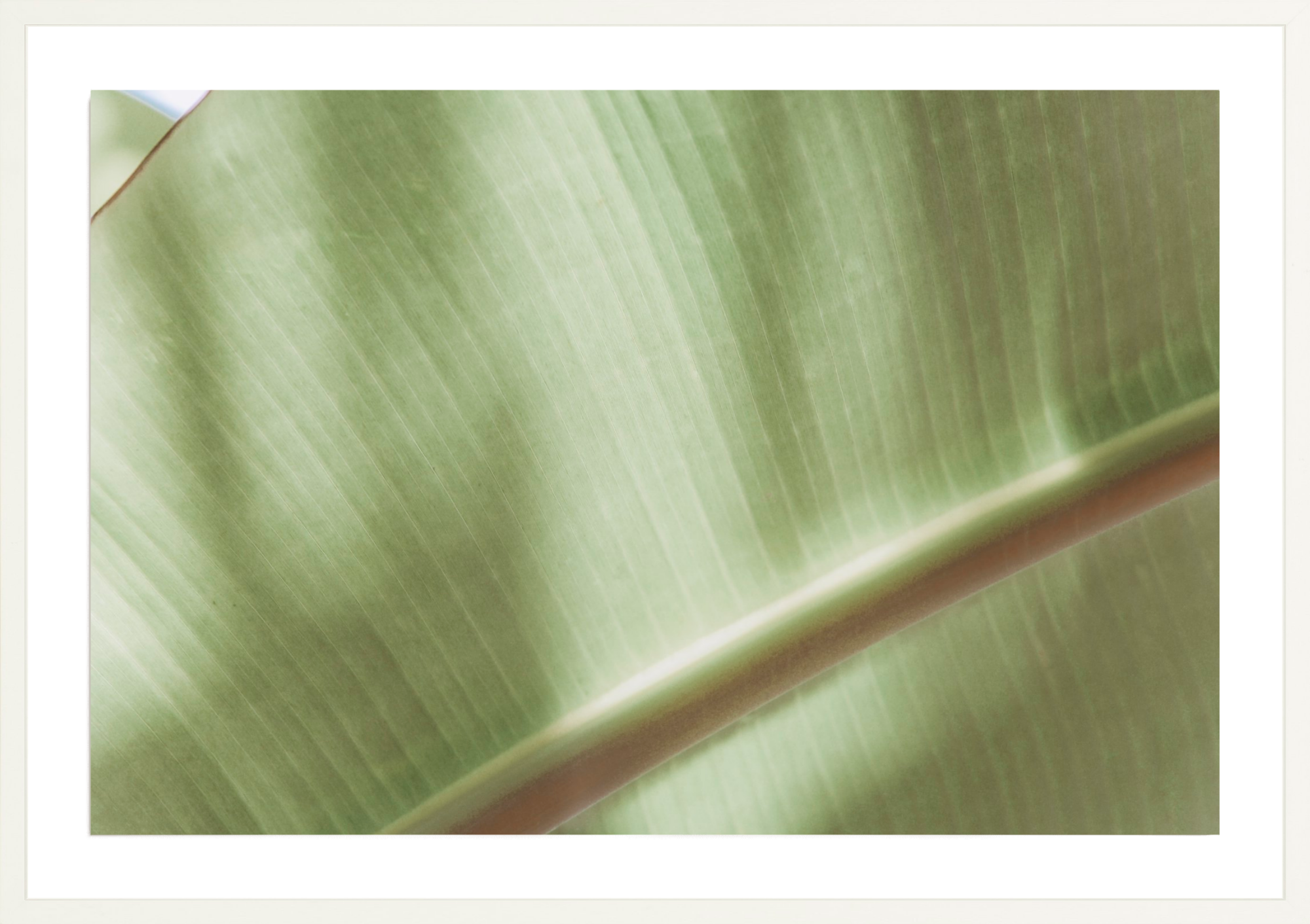 Botanical Abstract No.4, Jules Frazier Fine Art Photograph
