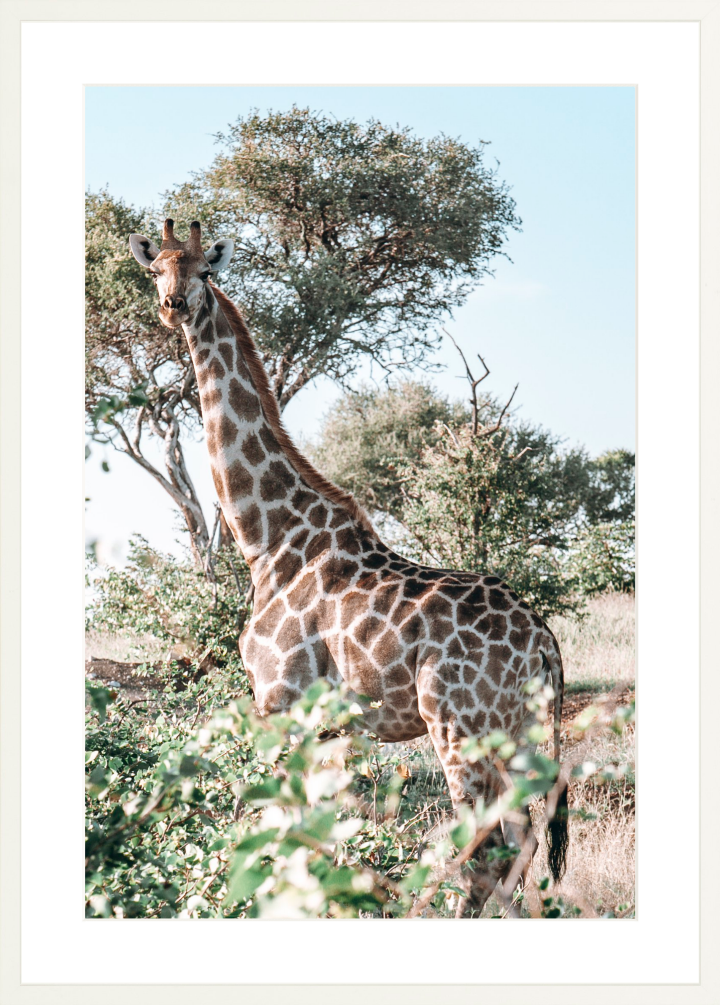 Botswana Giraffe, Jules Frazier Fine Art Photograph