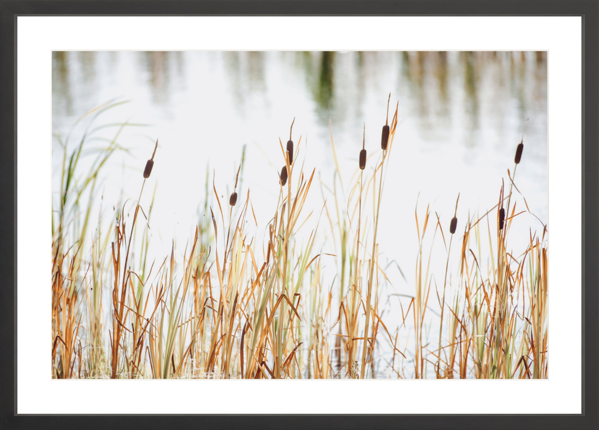 Cattails Jackson Hole, Jules Frazier Fine Art Photograph