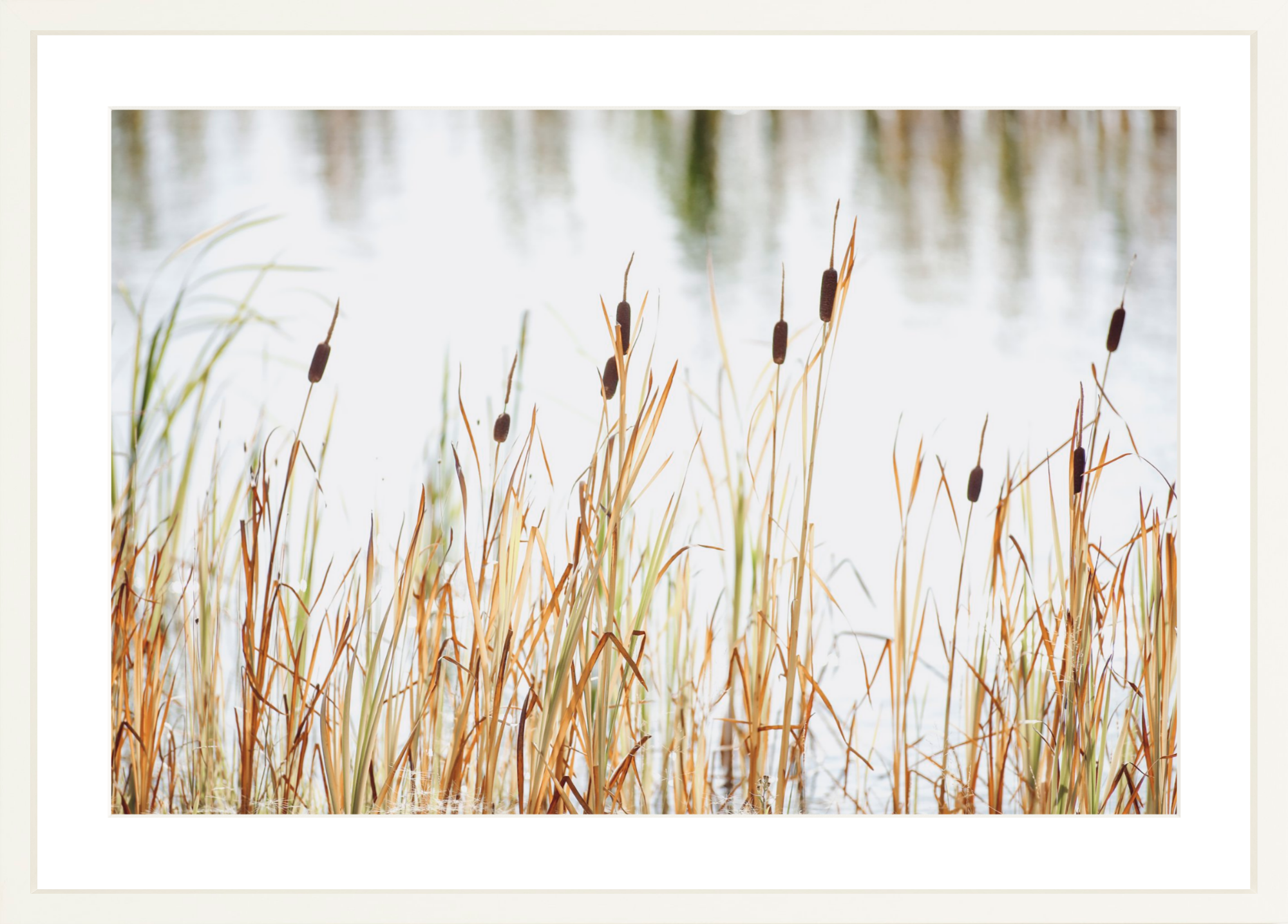 Cattails Jackson Hole, Jules Frazier Fine Art Photograph