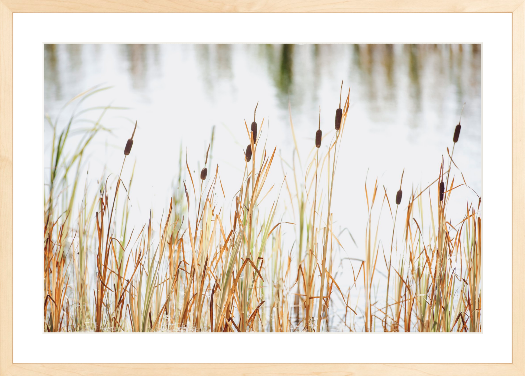 Cattails Jackson Hole, Jules Frazier Fine Art Photograph