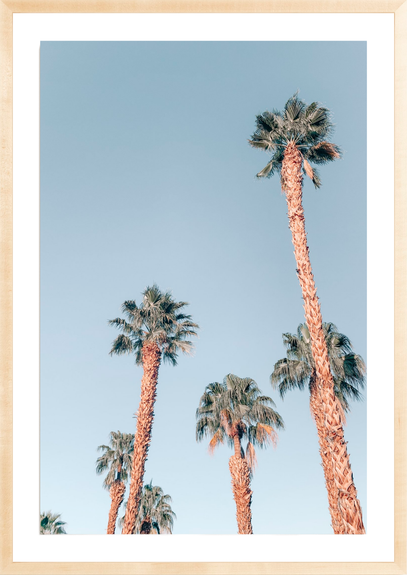 Desert Palms