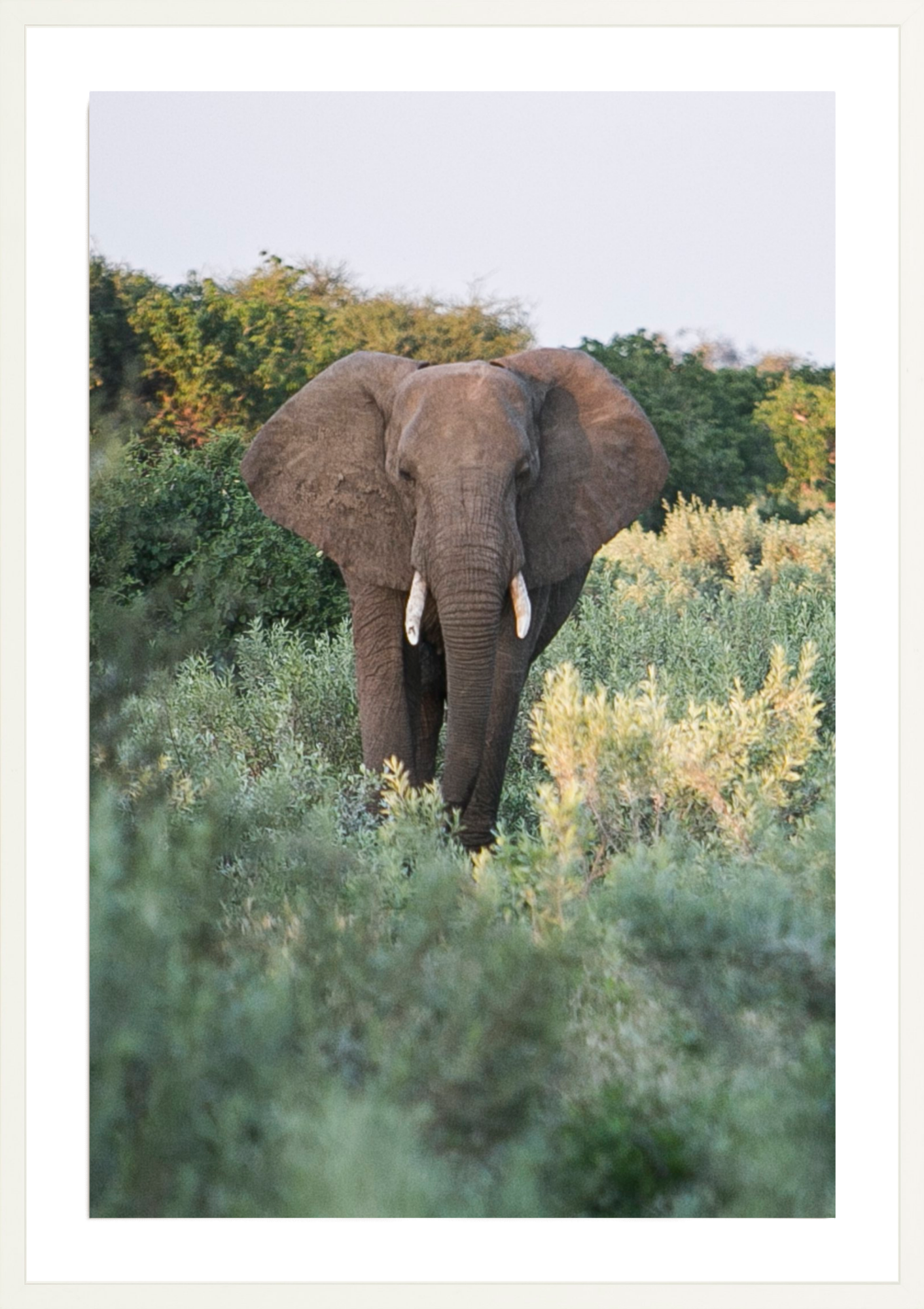 Elephant Stroll