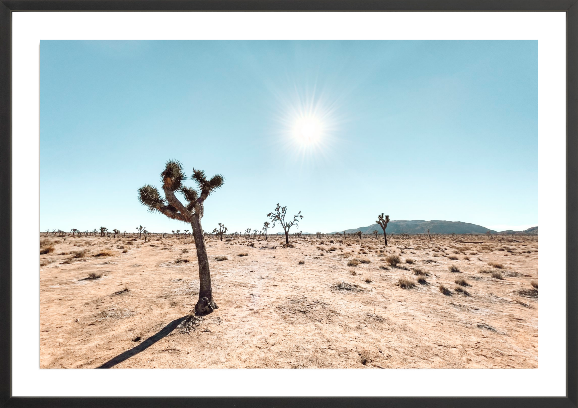 Follow The Sun, Jules Frazier Fine Art Photograph