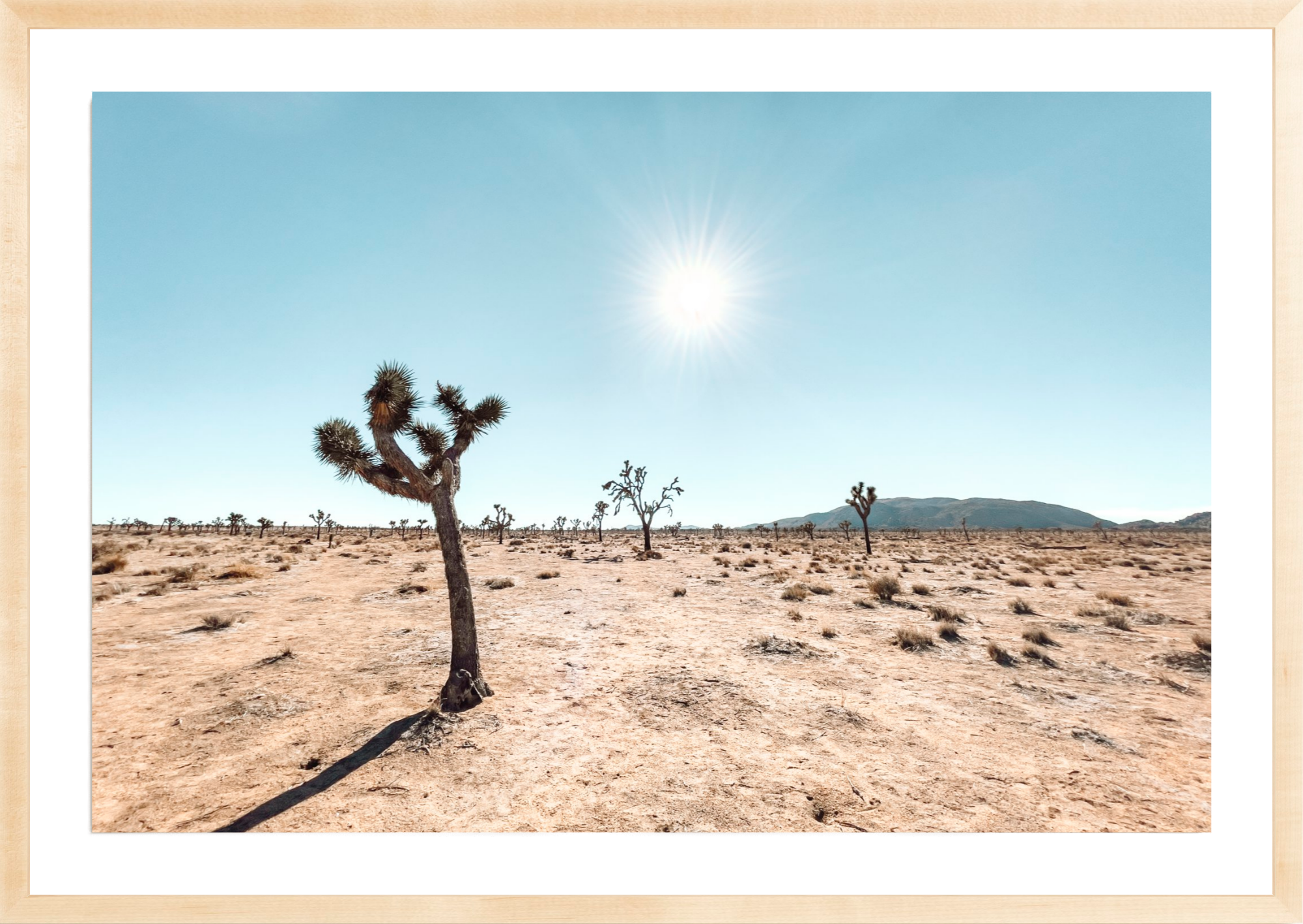 Follow The Sun, Jules Frazier Fine Art Photograph