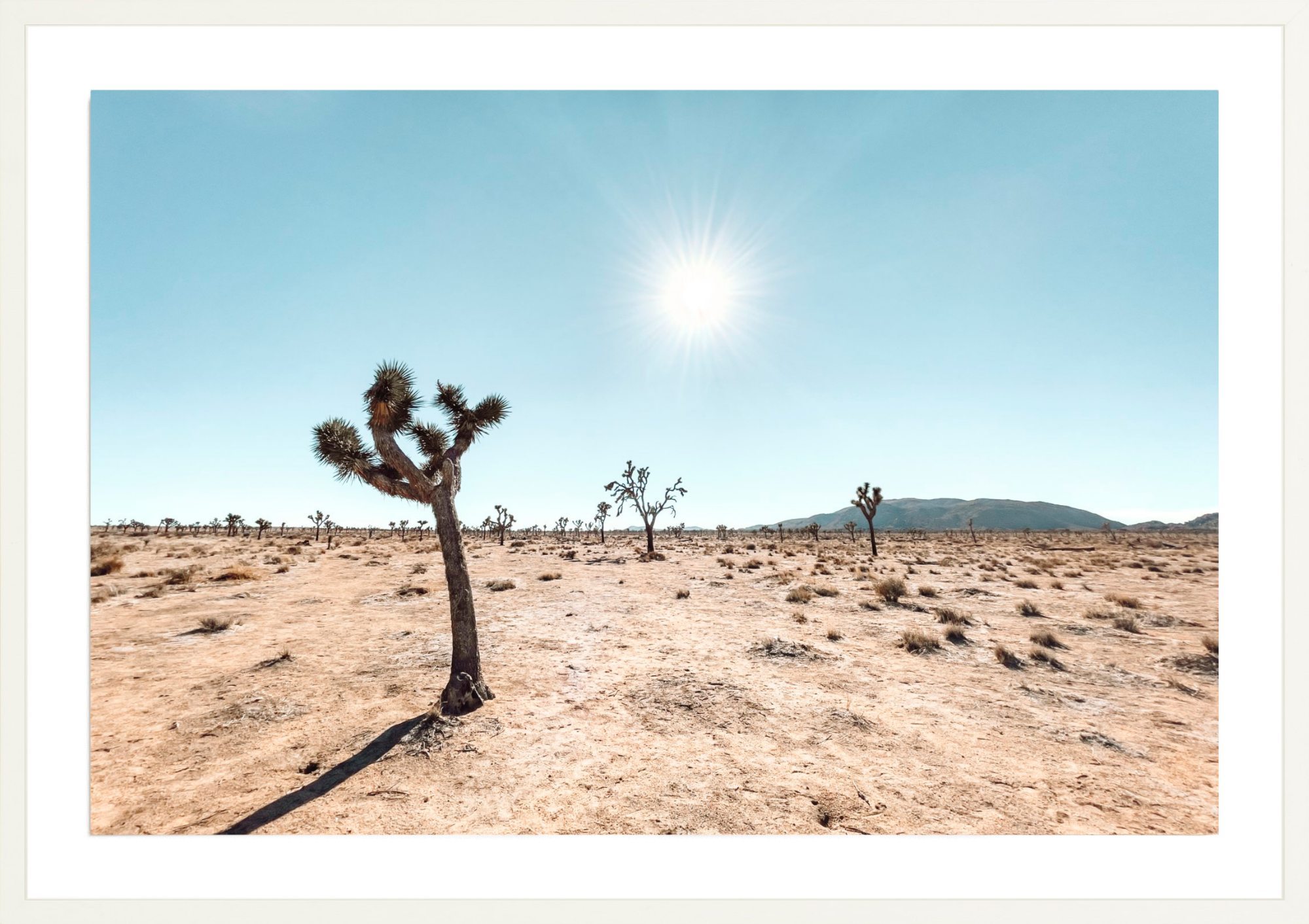 Follow The Sun, Jules Frazier Fine Art Photograph