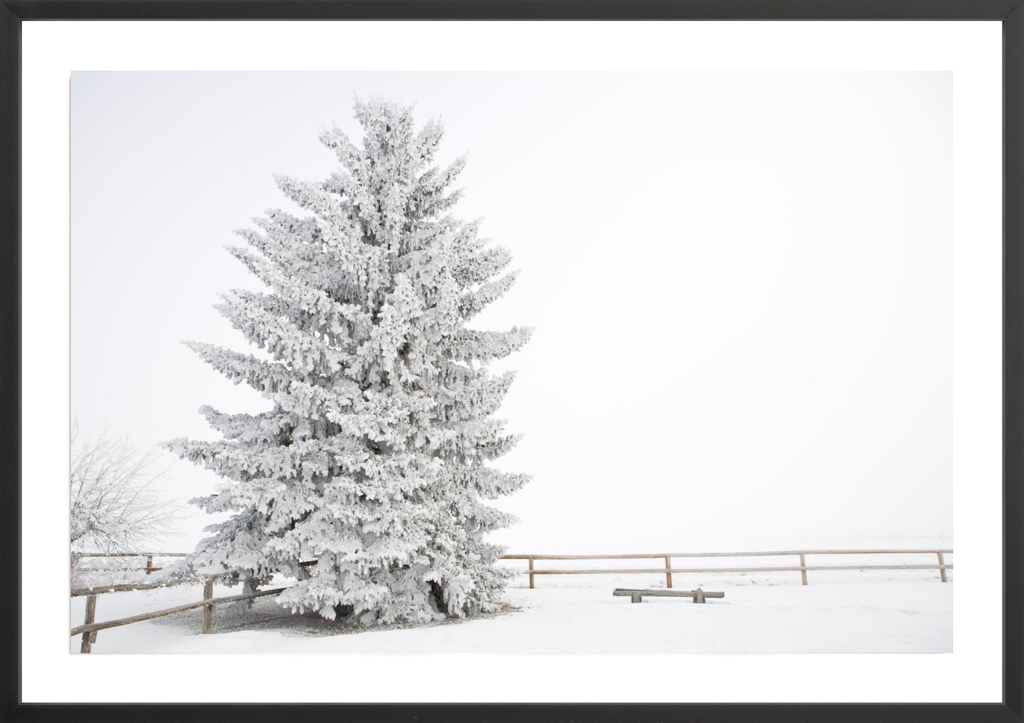 Frosty Blue Spruce, Jules Frazier Fine Art Photograph