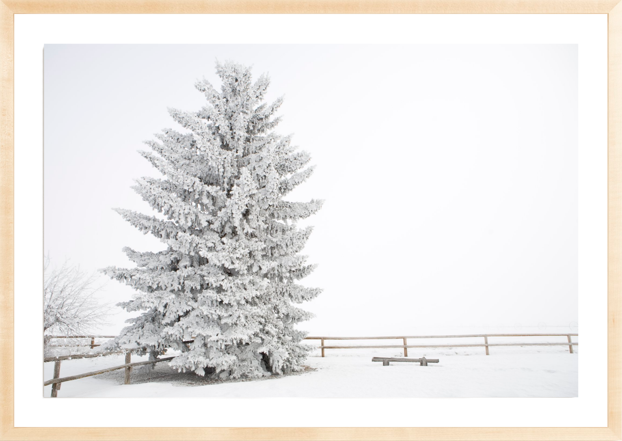 Frosty Blue Spruce, Jules Frazier Fine Art Photograph