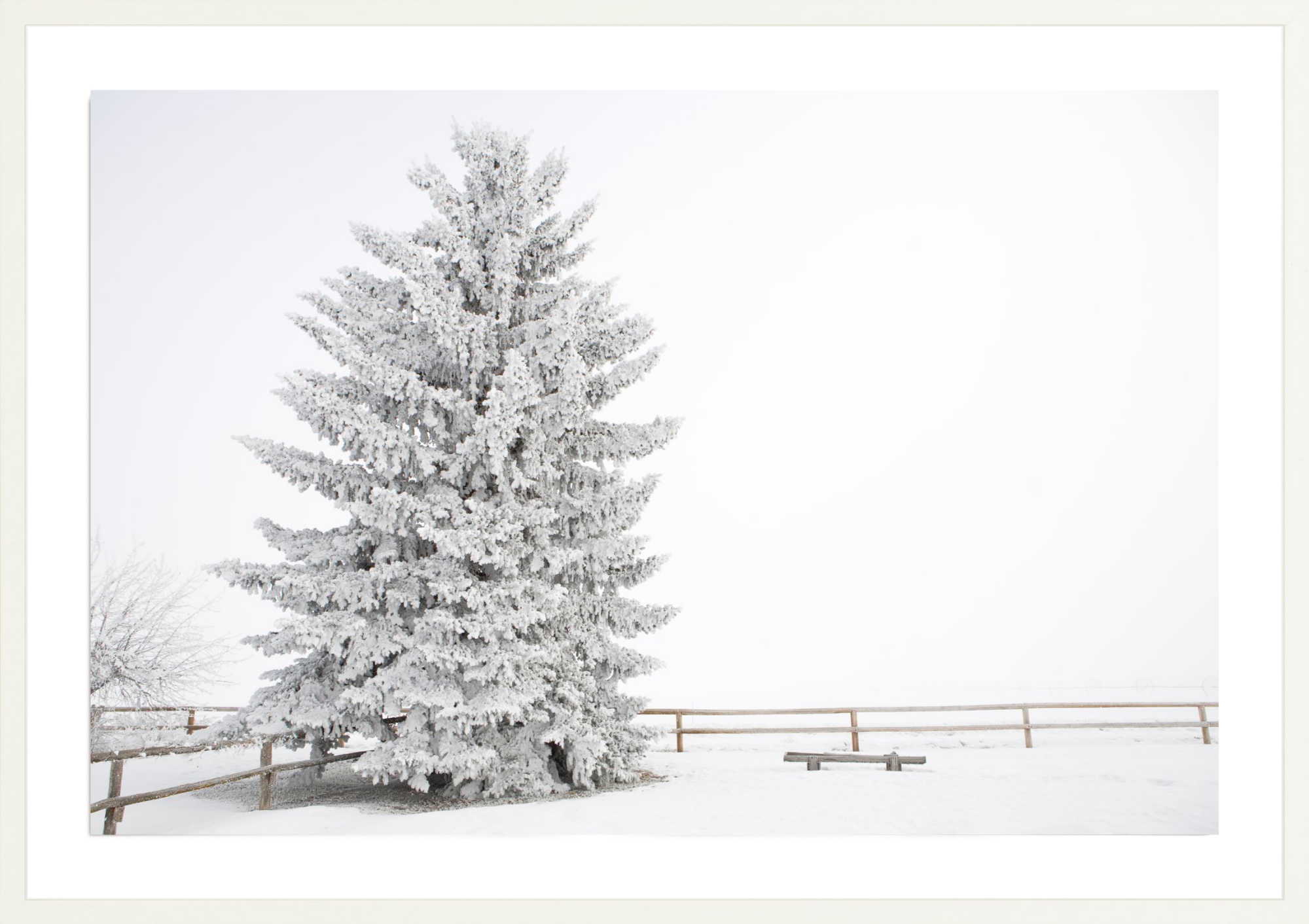Frosty Blue Spruce, Jules Frazier Fine Art Photograph