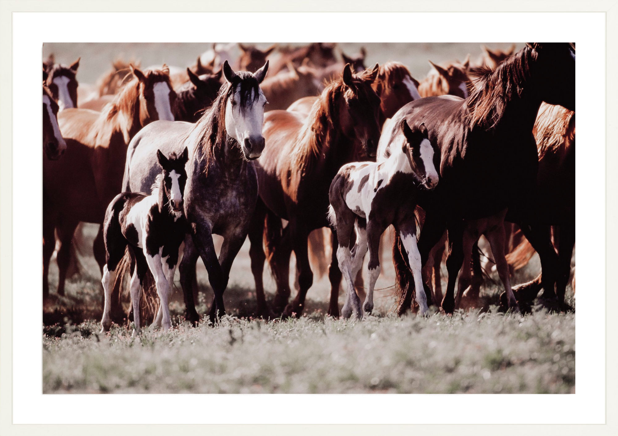 Horse Dreams, Jules Frazier Fine Art Photograph