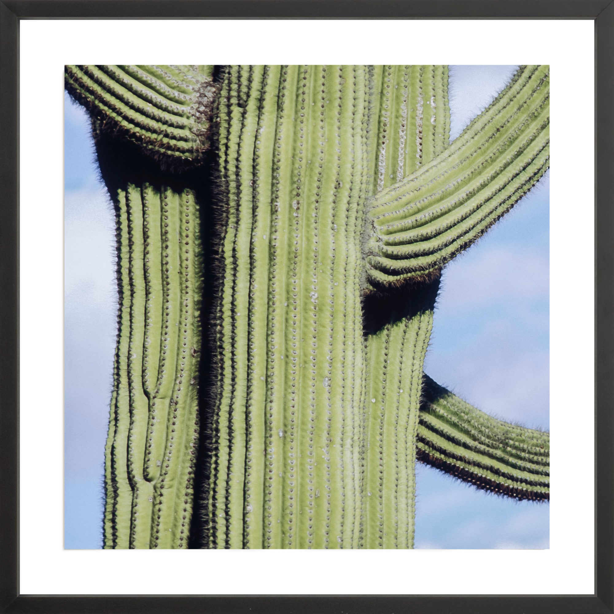 Iconic Saguaro, Jules Frazier Fine Art Photograph
