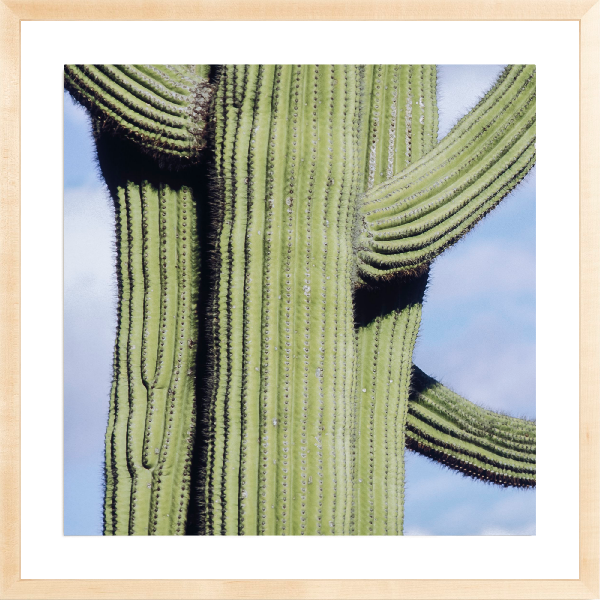 Iconic Saguaro, Jules Frazier Fine Art Photograph