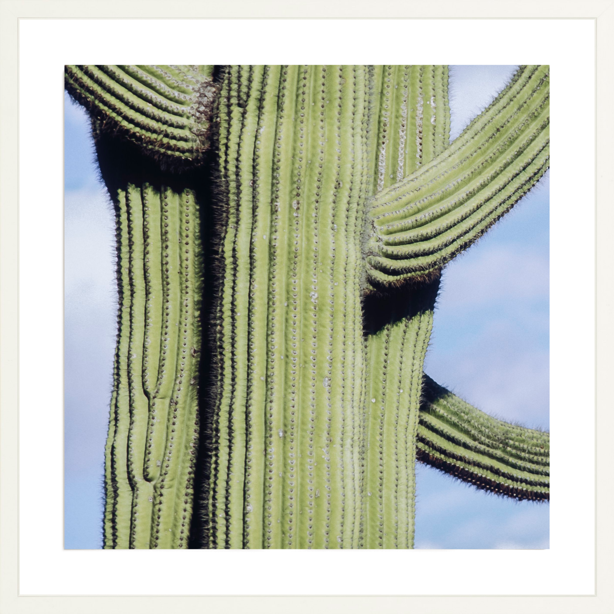 Iconic Saguaro, Jules Frazier Fine Art Photograph
