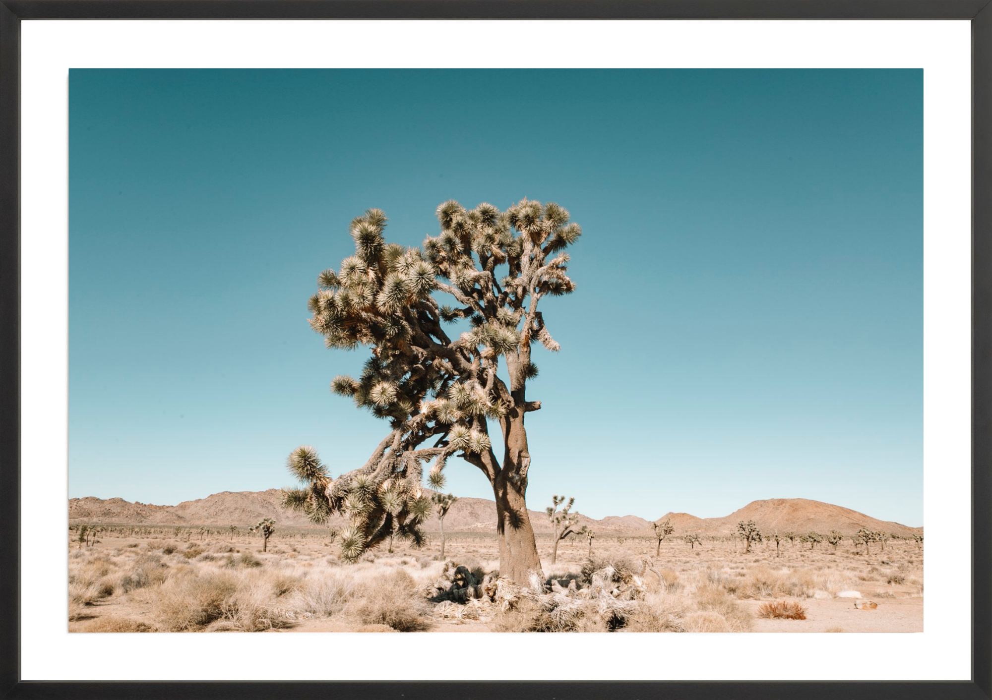Joshua Tree, Jules Frazier Fine Art Photograph