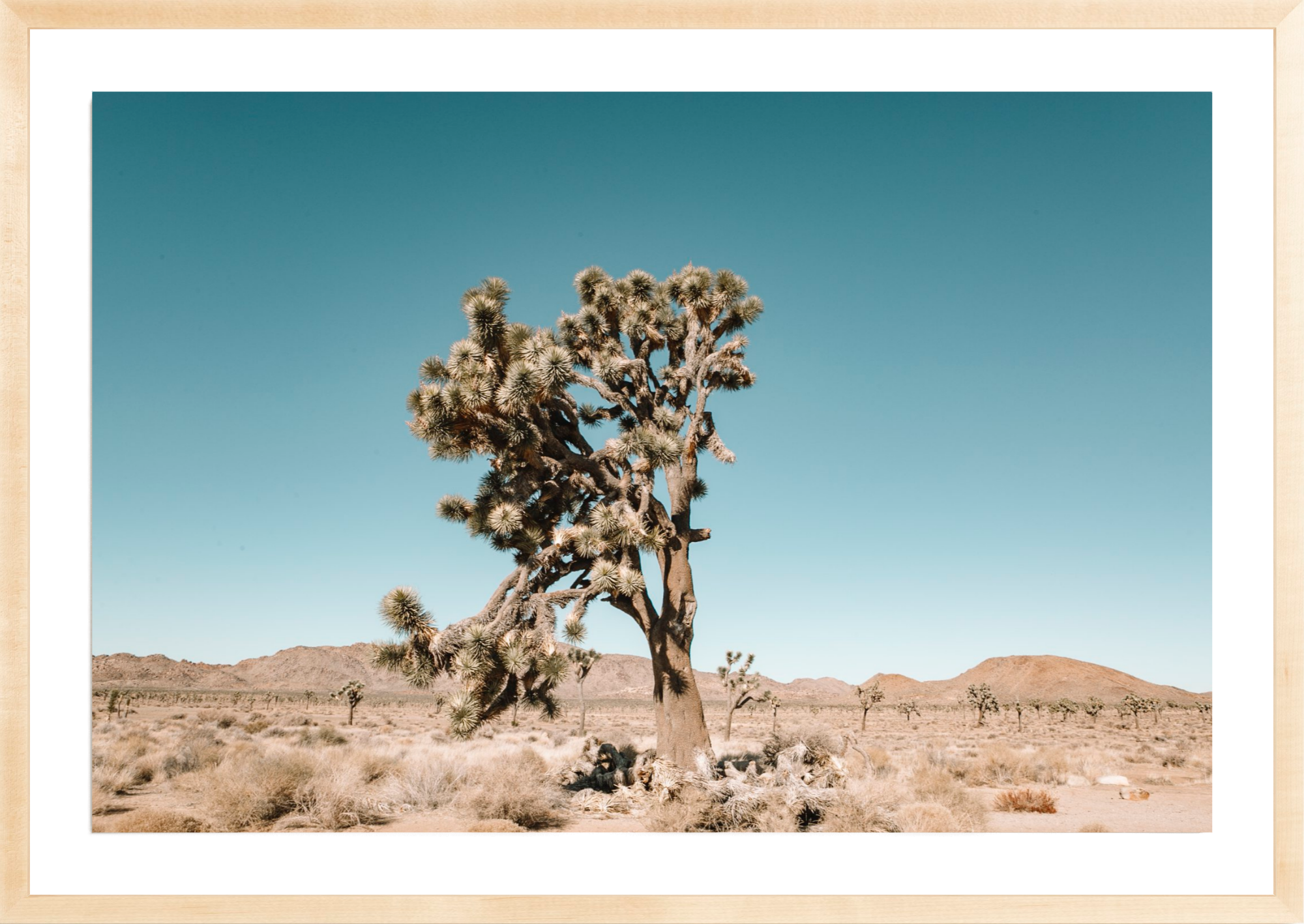 Joshua Tree, Jules Frazier Fine Art Photograph