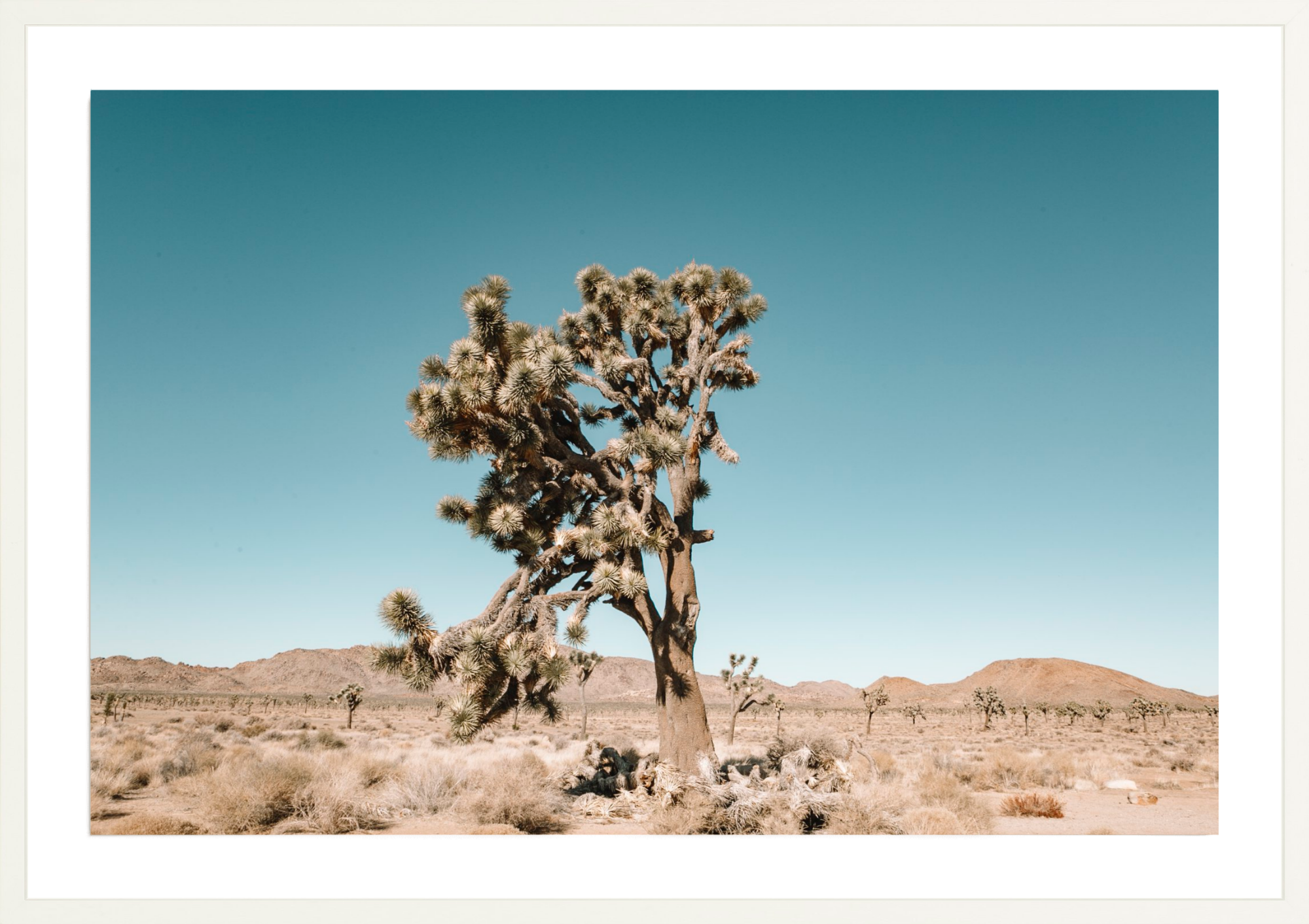 Joshua Tree, Jules Frazier Fine Art Photograph