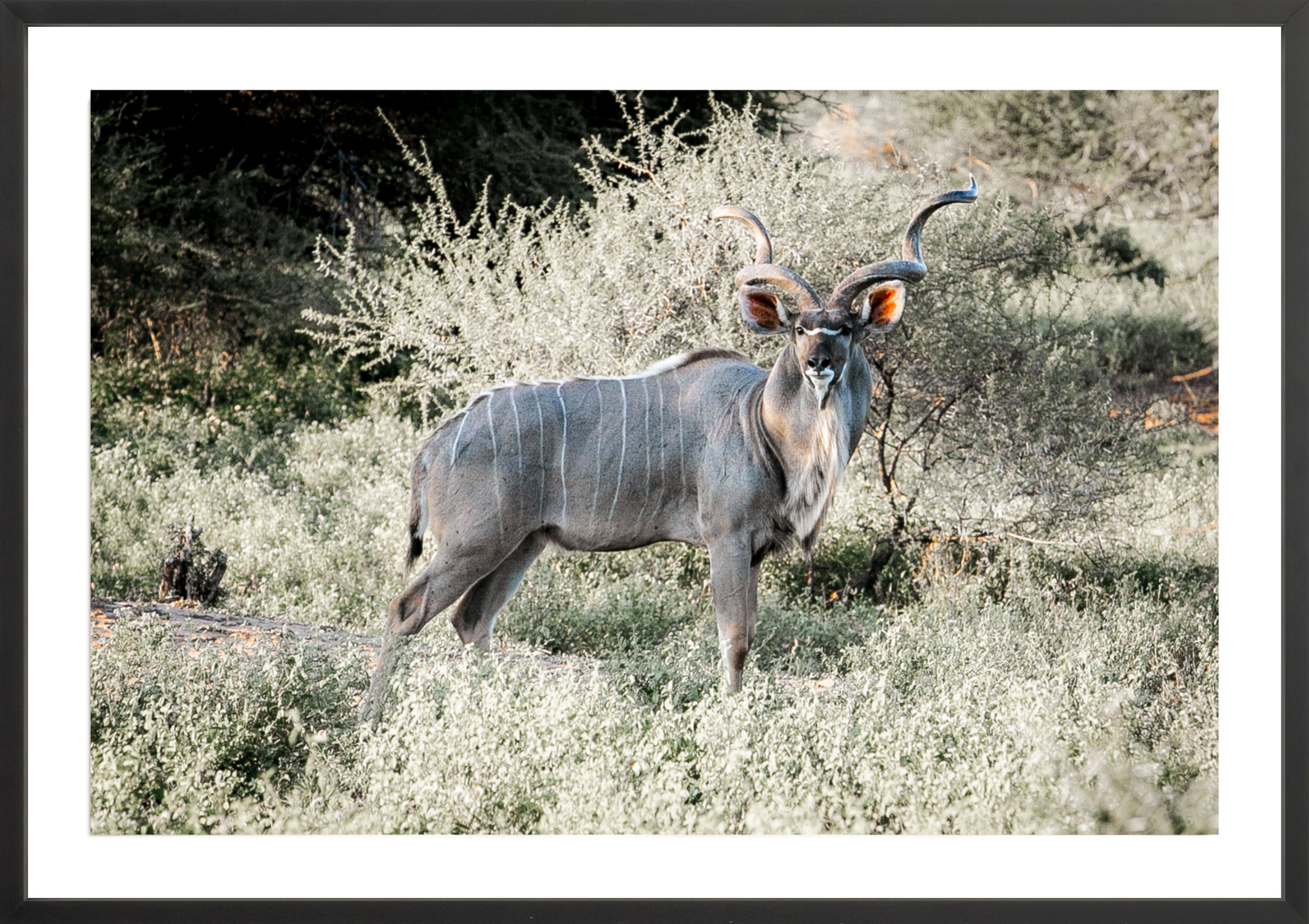 Kudu Antelope South Africa